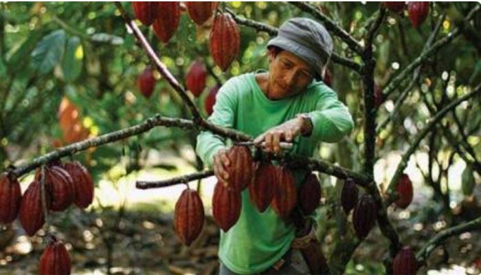 Salah Satu Penyebab Produksi Biji Kakao RI Menurun